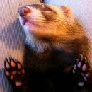 Avatar de l’utilisateur