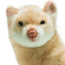 Avatar de l’utilisateur